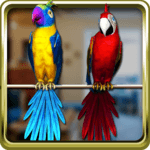 Talking Parrot Couple Free for PC