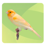 Top Birds Ringtones 2 for PC Top Birds Ringtones 2 for PC