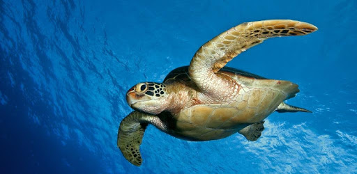 Turtle 3D Live Wallpaper PC screenshot