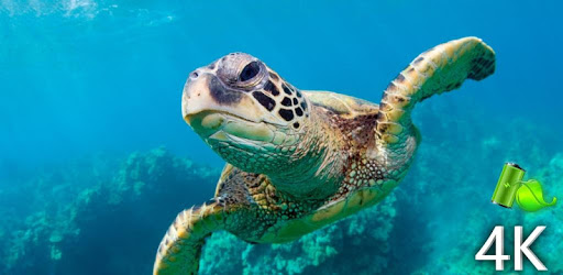 Turtle 4K Video Live Wallpaper PC screenshot