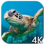 Turtle 4K Video Live Wallpaper for PC