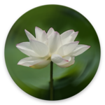 Heart Sutra for PC Heart Sutra for PC