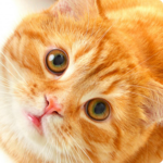 Cat Ringtones for PC Cat Ringtones for PC