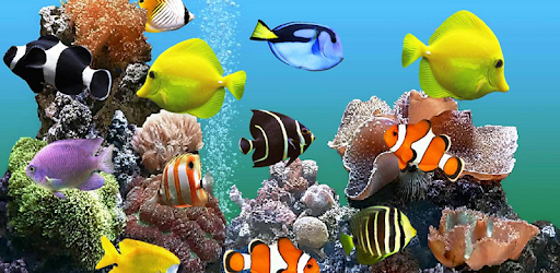 Fishes in phone PC screenshot Fishes in phone PC screenshot