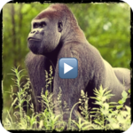 Animal documentaries online for PC Animal documentaries online for PC