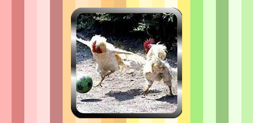 New Funny Videos PC screenshot