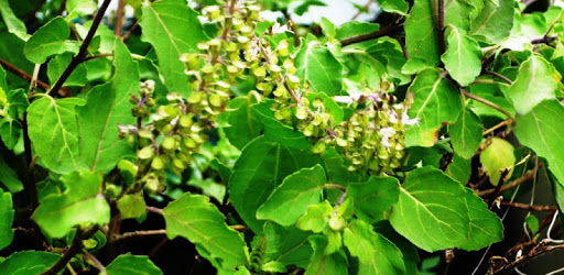 Tulsi Ji Ki Katha PC screenshot