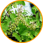 Tulsi Ji Ki Katha for PC