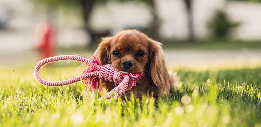 Puppy Wallpapers HD PC screenshot Puppy Wallpapers HD PC screenshot