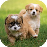 Puppy Wallpapers HD icon