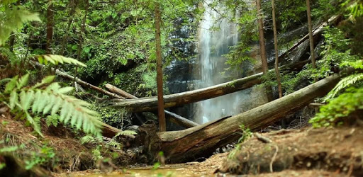 Waterfall in Forest LWP PC screenshot Waterfall in Forest LWP PC screenshot