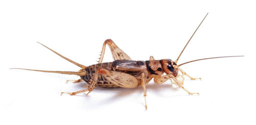 Bad Joke Crickets Sound PC screenshot