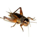 Bad Joke Crickets Sound for PC