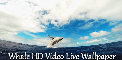 Whale HD Video Live Wallpaper PC screenshot