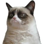 Cat Memes for PC