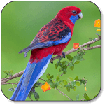 Parrot Wallpaper for PC