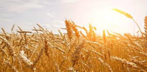 Grade 12 Agricultural Sciences Mobile Application PC screenshot