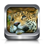 Animal Ringtones and Wallpaper for PC Animal Ringtones and Wallpaper for PC