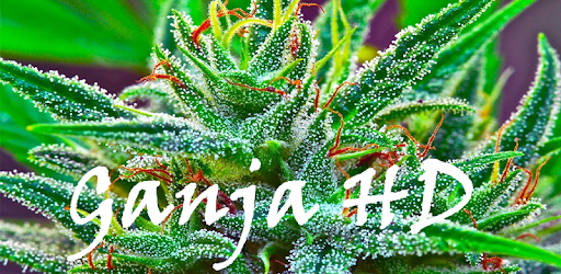 Ganja Live Wallpaper PC screenshot Ganja Live Wallpaper PC screenshot